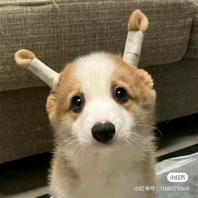 十一