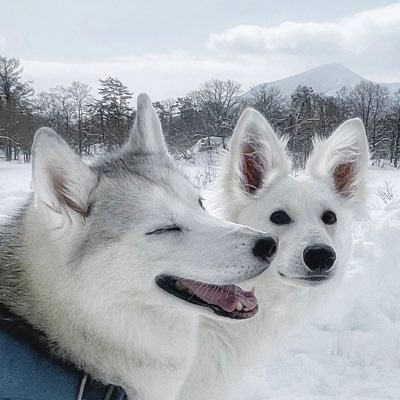 anya_norn