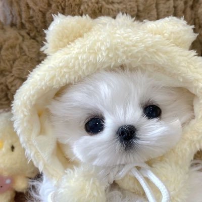 ppp_yao