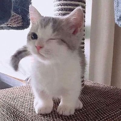 catsdotjpg