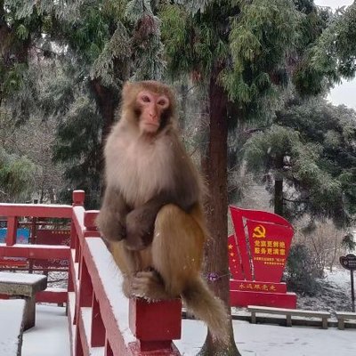 wengenguyi4