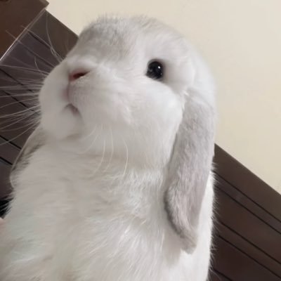 영