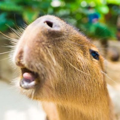 Capybaras_Daily