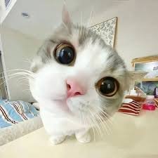 eunjibaragii