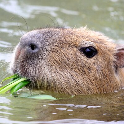 Capybara_siesta