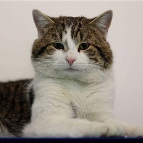Number10cat